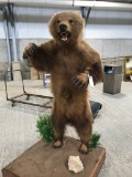 FB GRIZZLY BEAR ON REAR LEGS W/NICE BASE -NEW MT