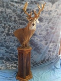 WHITETAIL DEER 16PT PED MT