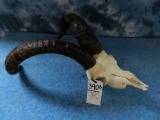 GREDOS SPANISH IBEX SKULL