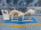 CAT SKELETON