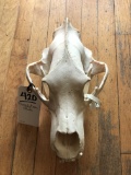 GRIZZLY BEAR SKULL