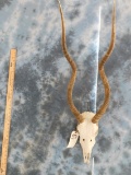 ADDAX SKULL (TX RES ONLY)