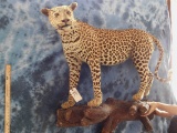 FB LEOPARD (TX RES ONLY)