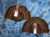 2 TURKEY HEAD MTS (2X$)