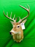 10 PT WHITETAIL