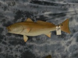 RED FISH MT 34