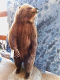 GRIZZLY BEAR STANDING ON REAR LEGS -6.5' -REAL CLAWS