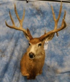 LARGE MULE DEER WITH DROP TINES SH MT