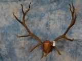 B&C 7x7 ELK ANTLERS ON SHIELD SCORES 400 2/8