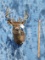 WHITETAIL DEER