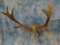 MASSIVE PALMATED ELK ANTLERS ON SKULL 8X7