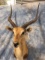 KAFUE LECHWE MT, GOLD MEDAL