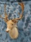 FALLOW DEER