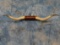 MOUNTED LONGHORN HORNS WITH TOOLED LEATHER, 79