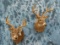 2 WHITETAIL DEER SH MTS (2X$)