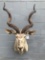 KUDU SH MT, HUGE HORNS 49.5