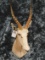 WHITE BLESBOK