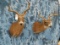 2 WHITETAIL DEER (2X$)