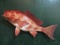 RED FISH REPRODUCTION