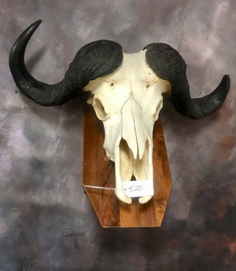 CAPE BUFFALO EURO MT