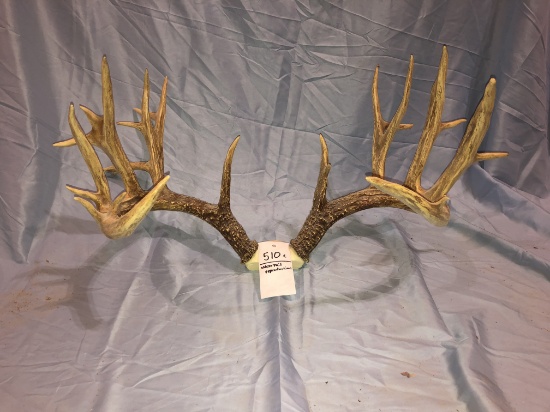 LG WHITETAIL REPRODUCTION RACK