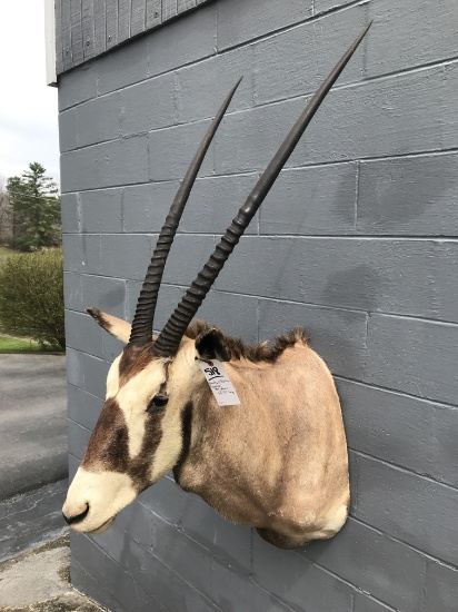 BEAUTIFUL AFRICAN GEMSBOK -BIG HORNS 36"-37" LONG