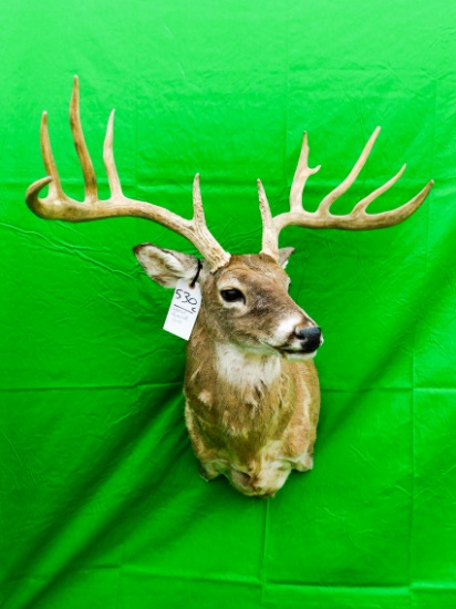 WHITETAIL REMOVABLE HORNS