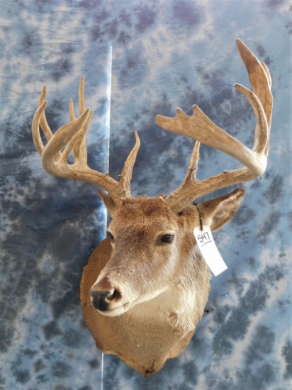 13 PT WHITETAIL -LOW FENCE DEER -WIDE RACK