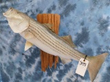 STRIPER FISH MT