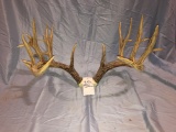 LG WHITETAIL REPRODUCTION RACK