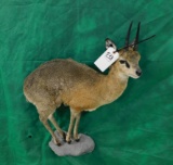 FB KLIPSPRINGER