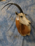 SCIMITAR HORNED ORYX (TX RES ONLY)