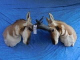 PAIR FIGHTING PRONGHORNS (ONE$)