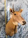 NILGAI SH MT