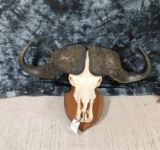 XL CAPE BUFFALO SKULL