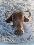 CAPE BUFFALO