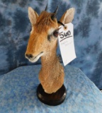 DIK DIK PED MT