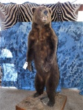 9' HUGE BROWN BEAR STANDING ON REAR LEGS