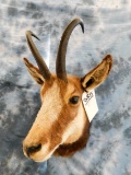 CHAMOIS MT