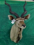 KUDU MT