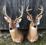 2 WHITETAIL DEER MTS, BIG 8PT (2X$)