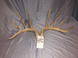 12PT WHITETAIL SHEDS