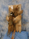 TWO PHEASANTS MOUNTED ON FENCE PICKETS (ONE$)