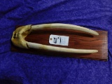 WALRUS SKULL W/ IVORY TUSK ON PLAQUE, US RES ONLY