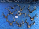 10 DEER RACKS (10x$)