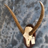 WATERBUCK SKULL ON PLAQUE