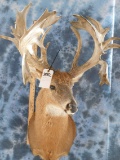 34 PT WHITETAIL DEER MT