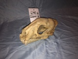 LEOPARD SKULL (TX RES ONLY)