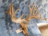 37 PT DEER SKULL