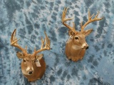 2 WHITETAIL DEER SH MTS (2X$)